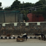 Goats on the street